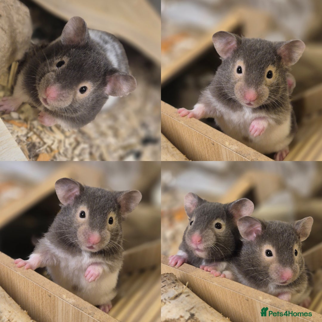 Hamster rodents for sale: pedigree syrian hamsters - Advert 4