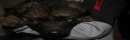 German Shepherd dogs for sale: German shepard puppies long haired  - Advert 6