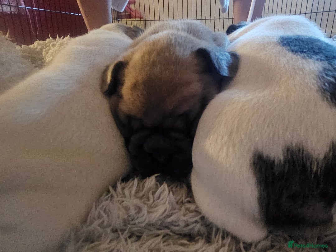 French Bulldog dogs for sale: 3 female french bulldog puppies - Image 4