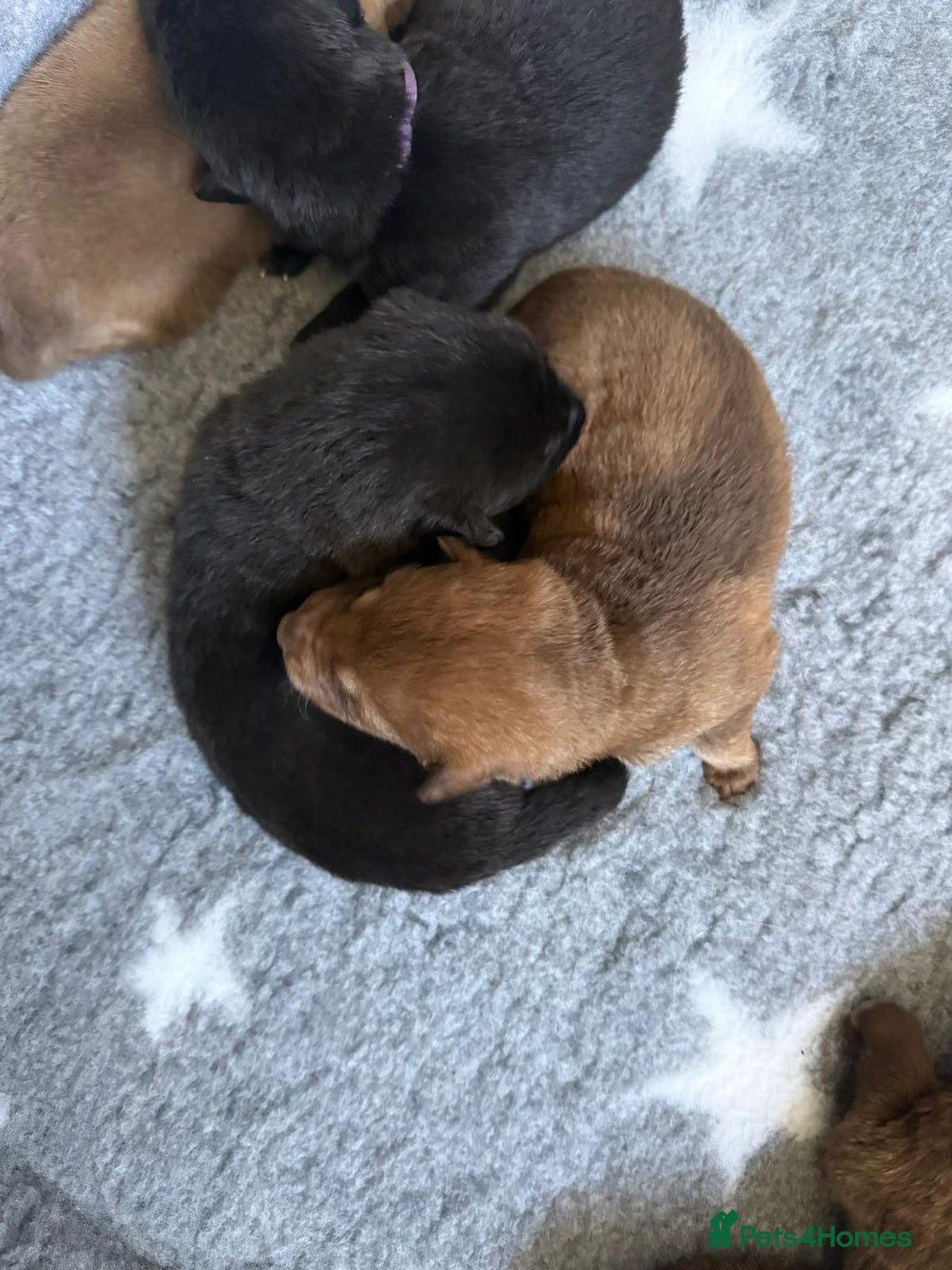 German Shepherd dogs for sale: Stunning German Shepherd X Puppies  - Advert 21