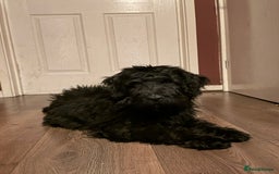 Mixed Breed dogs for sale: St Berdoodle  - Image 2