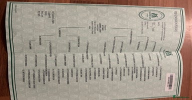 Cocker Spaniel dogs - Advert 3