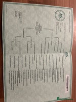 Cocker Spaniel dogs - Advert 3