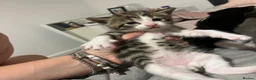 Maine Coon cats for sale: Gorgeous bundle of joy! in Milton Keynes - Advert 5