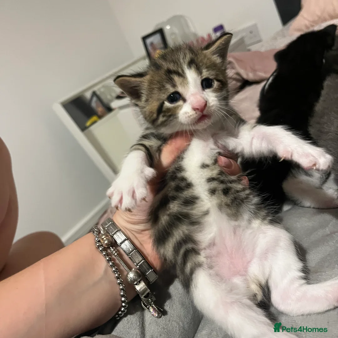 Maine Coon cats for sale: Gorgeous bundle of joy! in Milton Keynes - Advert 5