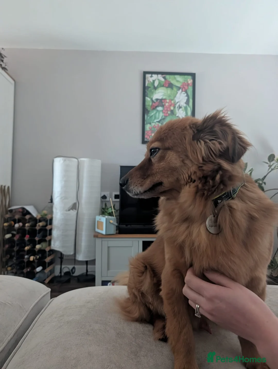 Mixed Breed dogs for adoption: Sweet Roka Needs LoVE - Advert 12