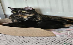 British Shorthair cats for sale: Chocolate British shorthairs - Image 8