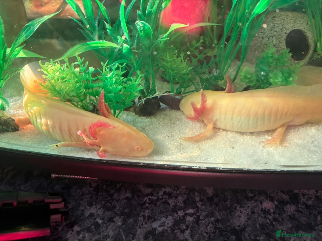 Axolotl reptiles for sale: 2 Beautiful Axolotl’s in Chichester - Advert 2