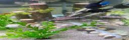 Turtle reptiles for sale: Turtle and tank in Newcastle upon Tyne - Advert 5