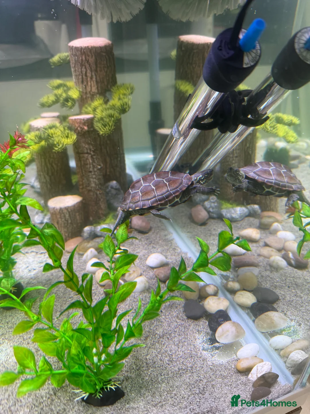 Turtle reptiles for sale: Turtle and tank in Newcastle upon Tyne - Advert 5