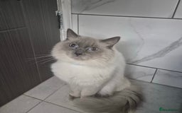 Ragdoll cats for sale: Pure Blue Point Ragdoll Male  - Image 2
