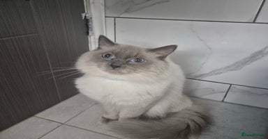 Ragdoll cats - Advert 8
