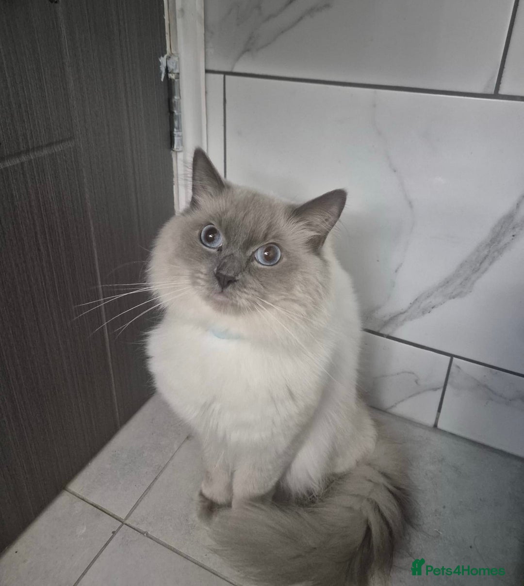Ragdoll cats for sale: Pure Blue Point Ragdoll Male  - Image 2