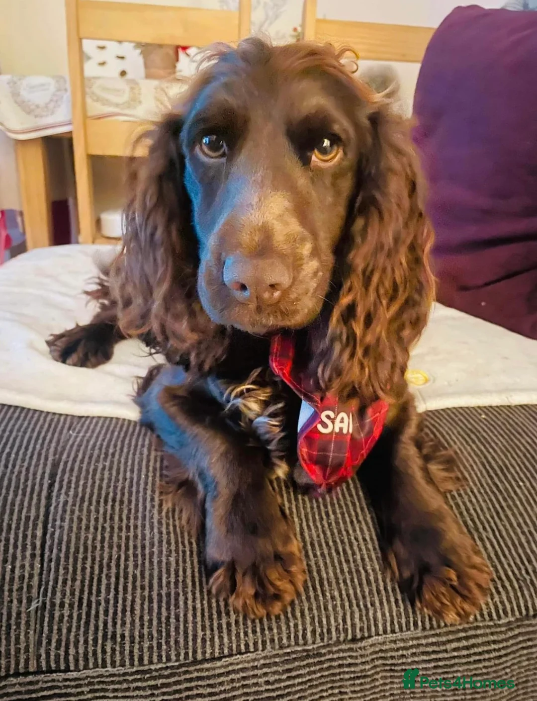 Cockapoo dogs for sale: Beautiful Cocker Poo Puppies  in Wolverhampton - Advert 2