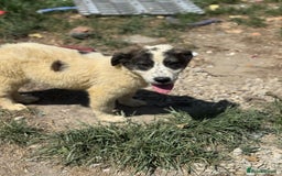 Mixed Breed dogs for adoption: ODIN, a superb young boy - for a Loving Home - Image 25