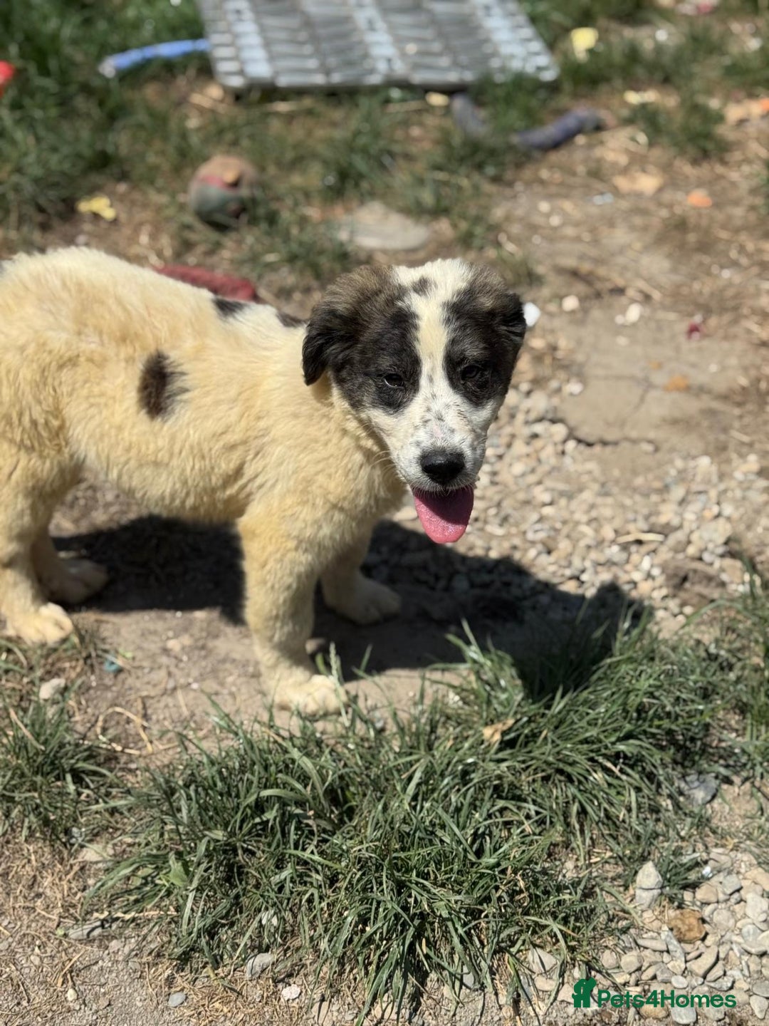 Mixed Breed dogs for adoption: ODIN, a superb young boy - for a Loving Home - Image 25