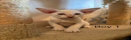Oriental cats for sale: ✨Gorgeous Oriental Shorthair Kittens  - Advert 9