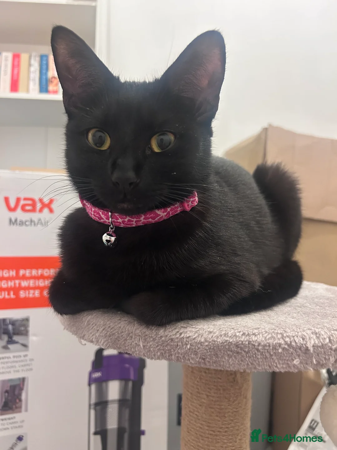 Domestic Shorthair cats for sale: Beautiful Belle  - Advert 1