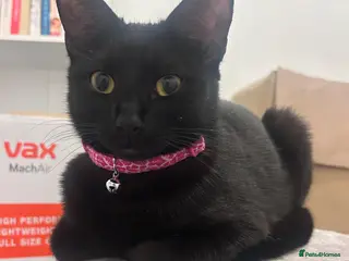 Domestic Shorthair cats Beautiful Belle - Advert 2