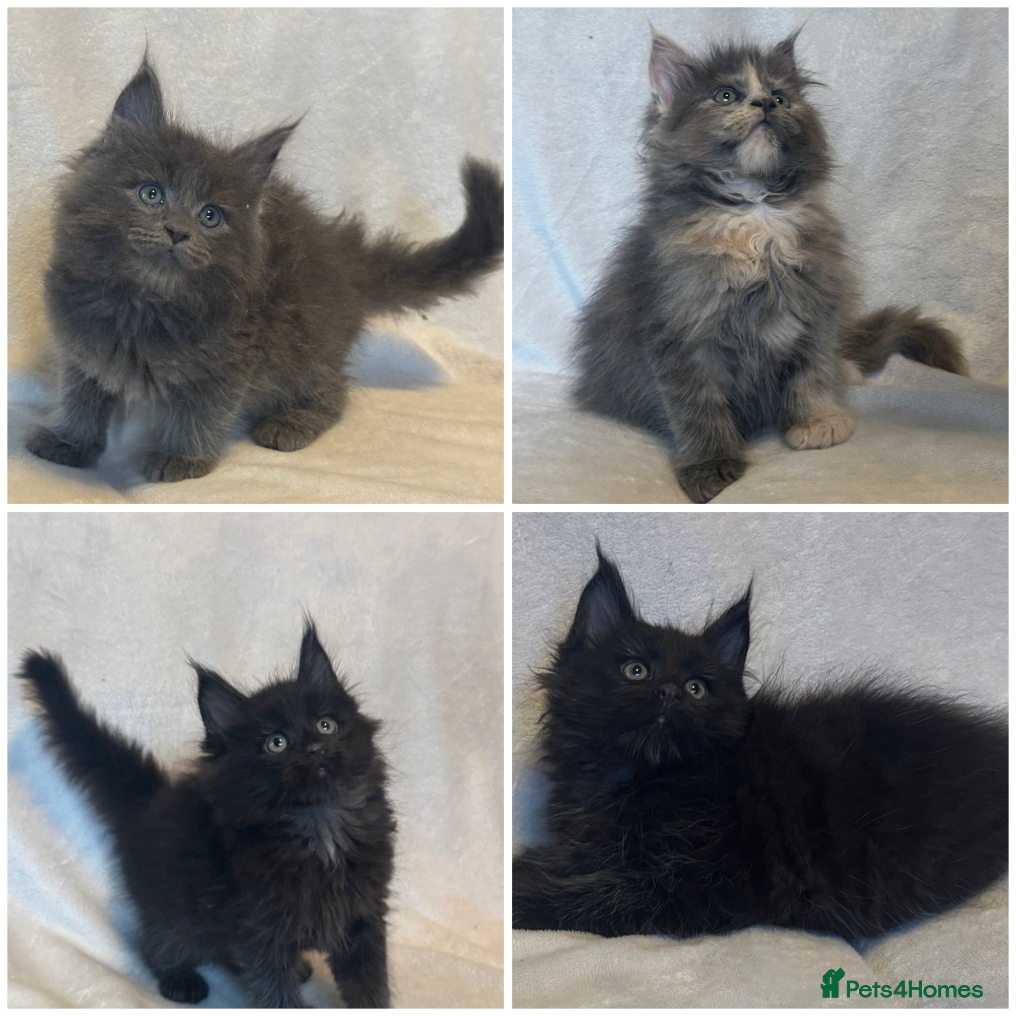 Maine Coon cats Stunning TICA Maine Coon Kittens active possible  - Advert 1