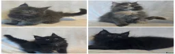 Maine Coon cats for sale: Stunning TICA Maine Coon Kittens active possible  - Advert 1