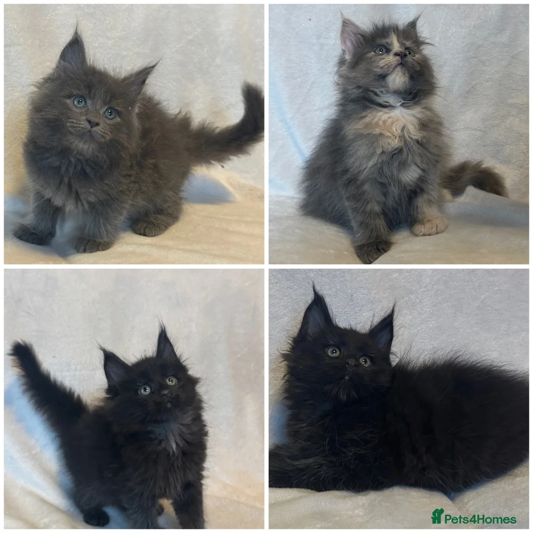 Maine Coon cats for sale: Stunning TICA Maine Coon Kittens active possible  - Advert 1