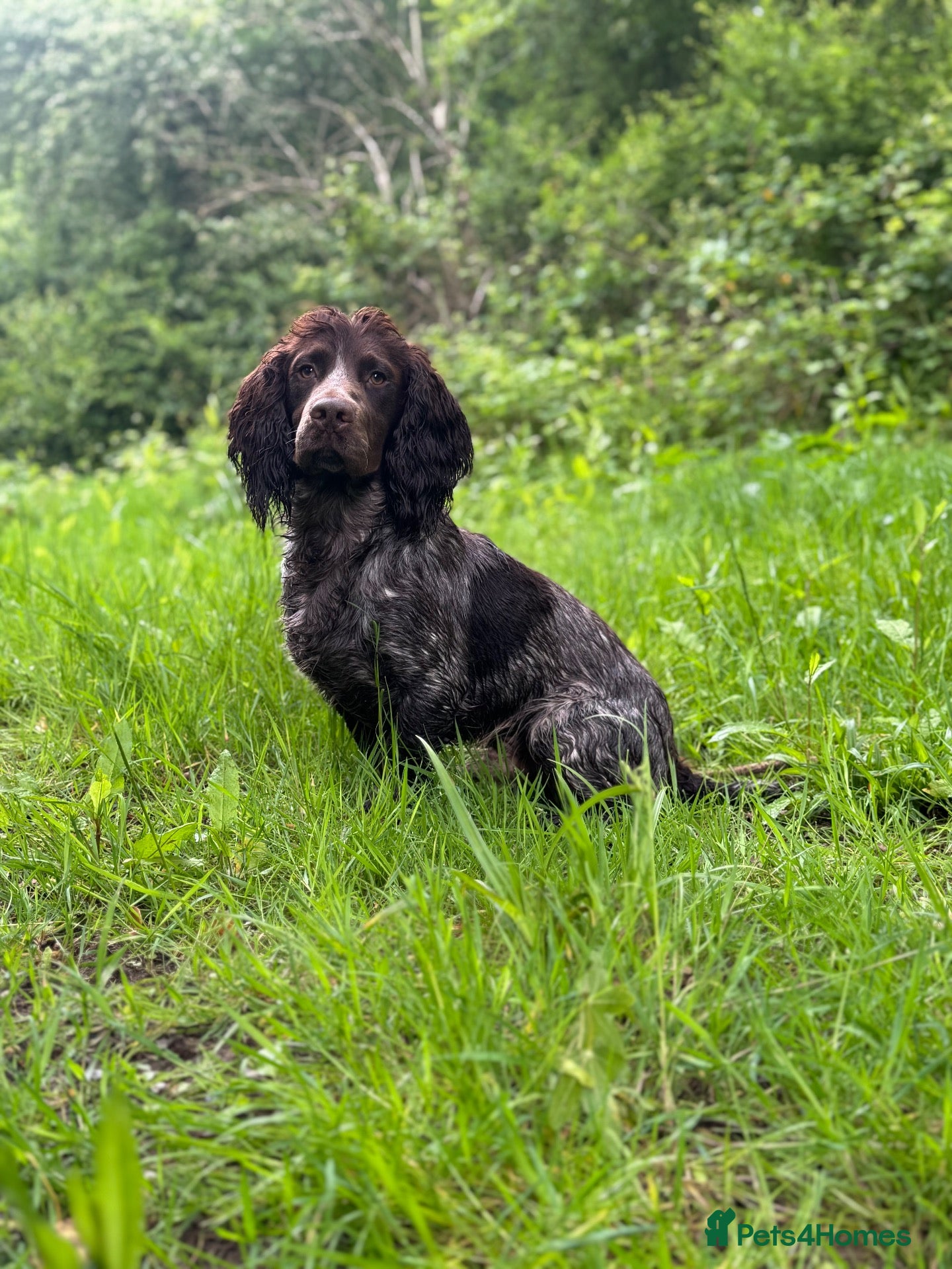 Cocker Spaniel dogs Liver roan cocker available for stud - Advert 1