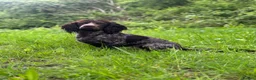 Cocker Spaniel dogs for stud: Liver roan cocker available for stud - Advert 1