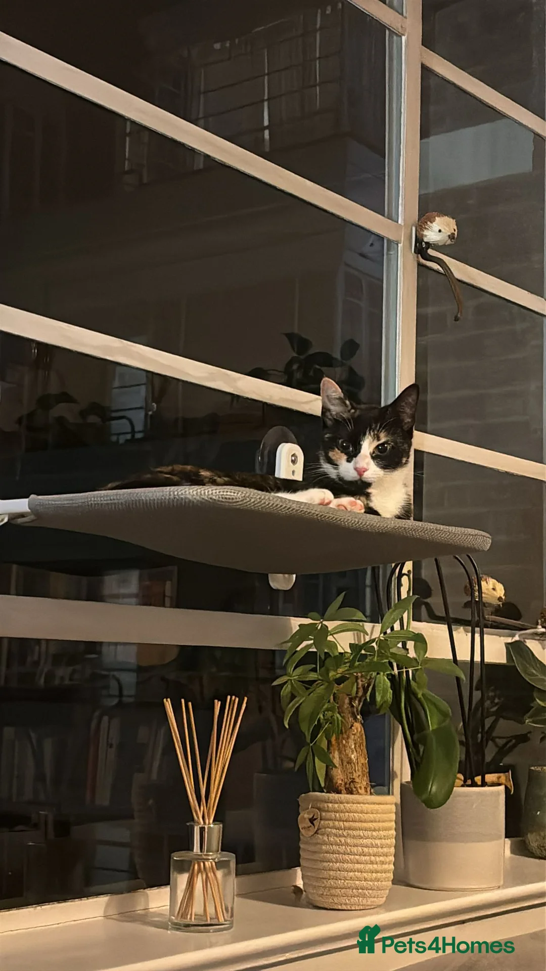 Mixed Breed cats for sale: Sweet natured cutie - Advert 2