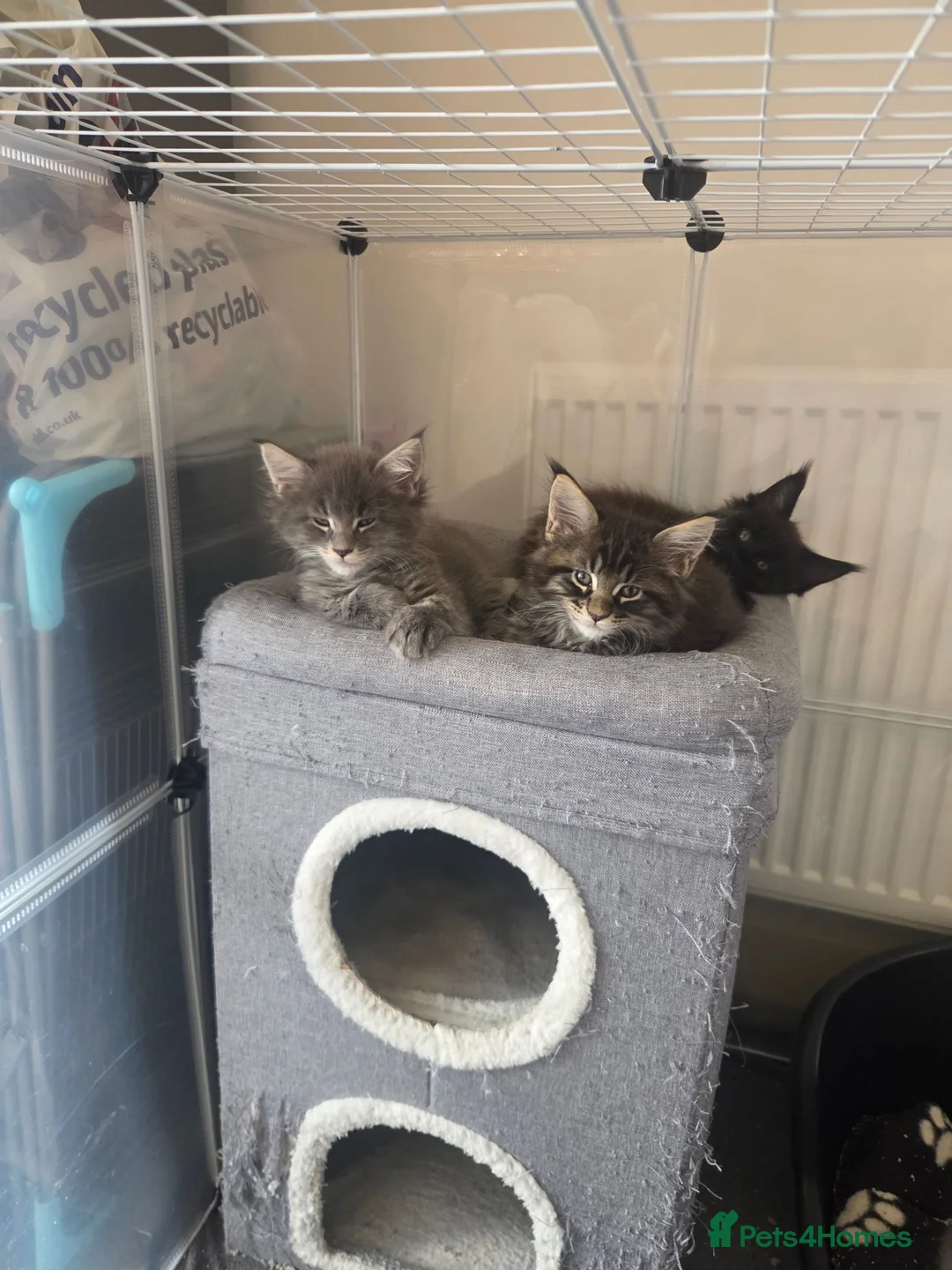 Maine Coon cats for sale: UNIQUE ACTIVE MAINCOON BABBIES😍 - Advert 2