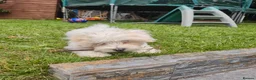 Bichon Frise dogs for sale: Beautiful Maltese Puppy – Loving Home Wanted in Liverpool - Advert 5