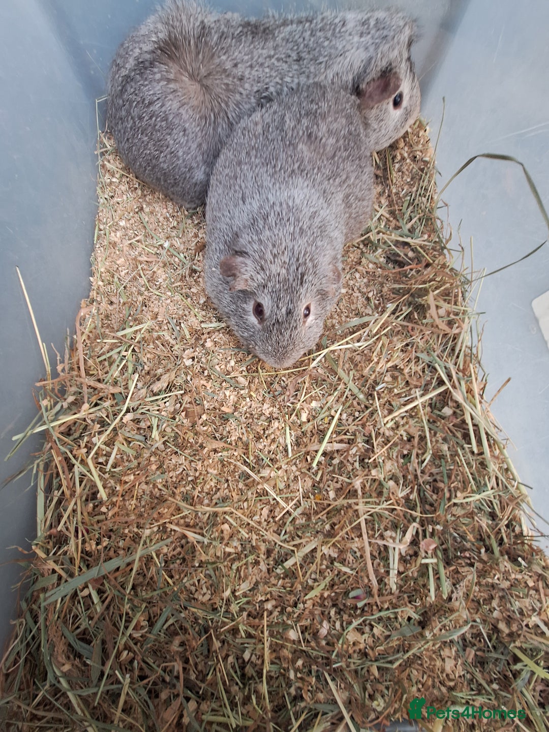 Guinea Pig rodents for sale: 2  adult male guinea pigs for sale £40 pair - Advert 4