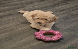 Miniature Poodle dogs for sale: LUXURY Litter of KC Registered Miniature Poodles - Image 18