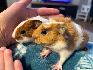 Guinea Pig rodents RESERVED Gorgeous Guinea pigs pair of brothers - Advert 19
