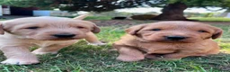 Australian Labradoodle dogs for sale: Australian Labradoodle Puppies - Advert 9