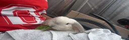 Mixed Breed rodents for sale: Mini lop in Tipton - Advert 9