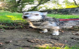 Mixed Breed dogs for adoption: 💙🐶 CHIP 🐶💙 - Image 13