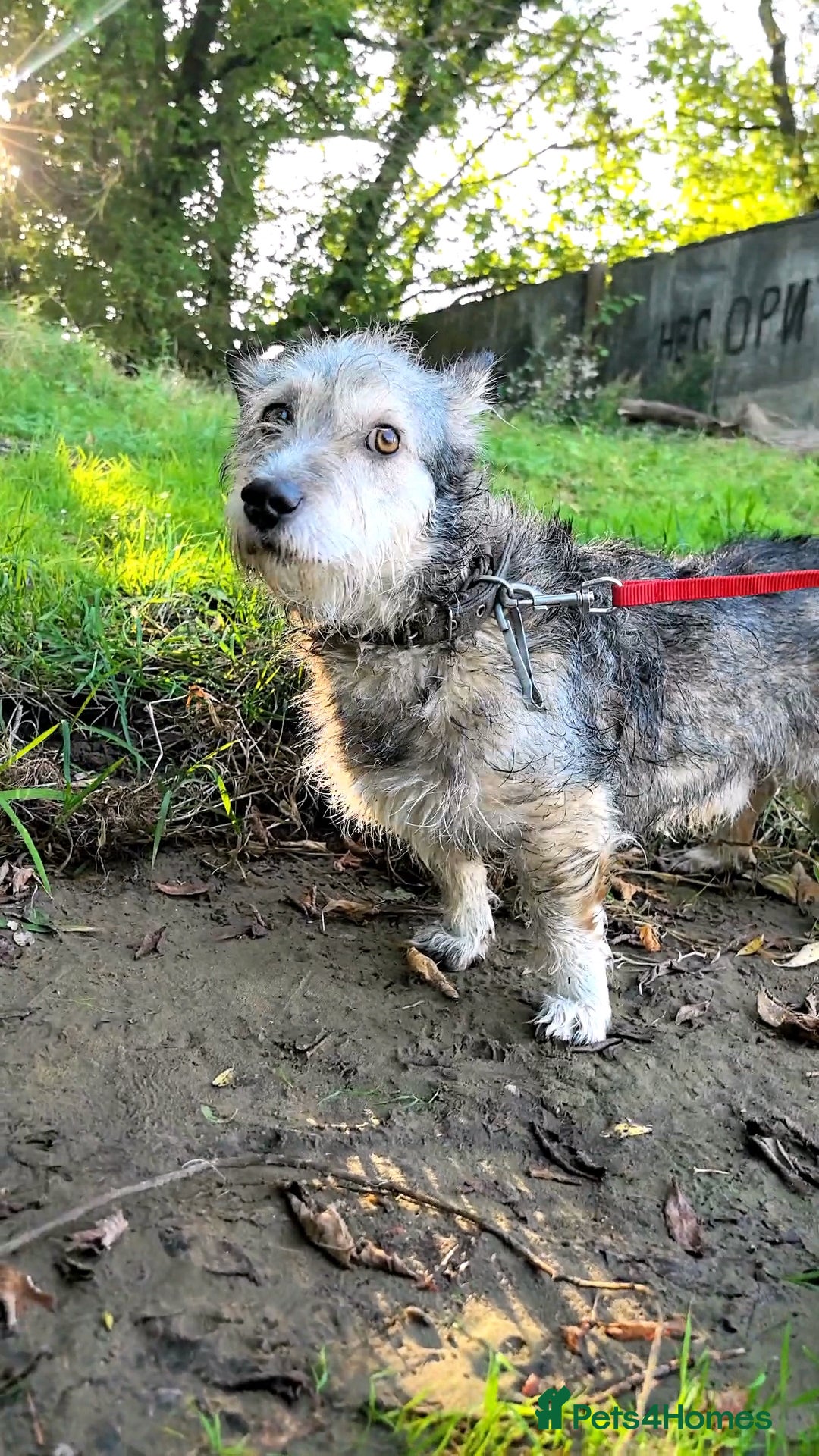 Mixed Breed dogs for adoption: 💙🐶 CHIP 🐶💙 - Image 13