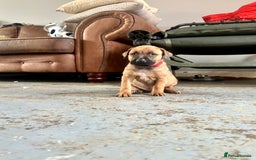 Mixed Breed dogs for sale: F1 bullherder puppies  - Image 2