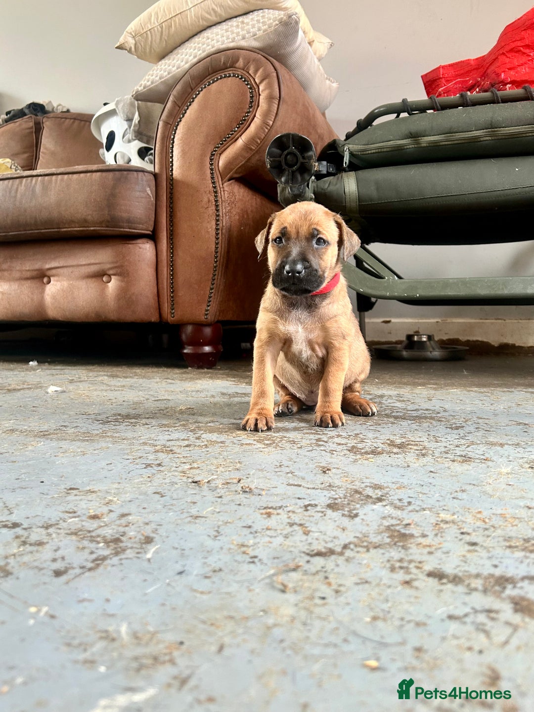 Mixed Breed dogs for sale: F1 bullherder puppies  - Image 2
