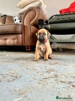 Mixed Breed dogs - Advert 7