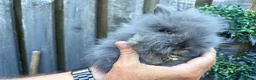 Lionhead rabbits for sale: Double mane lion lead bunny’s for sale  - Advert 4
