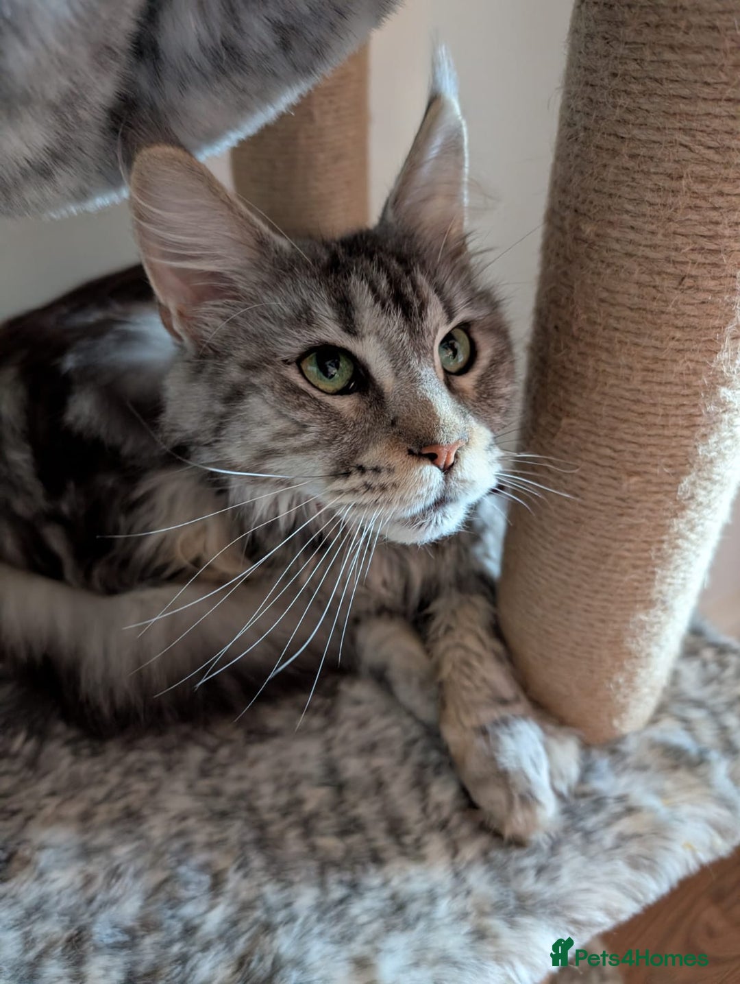 Mixed Breed cats for sale: Maincoon X - Advert 11