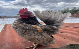 Chickens poultry for sale: Serama Cockerels Looking for New Homes - Image 6