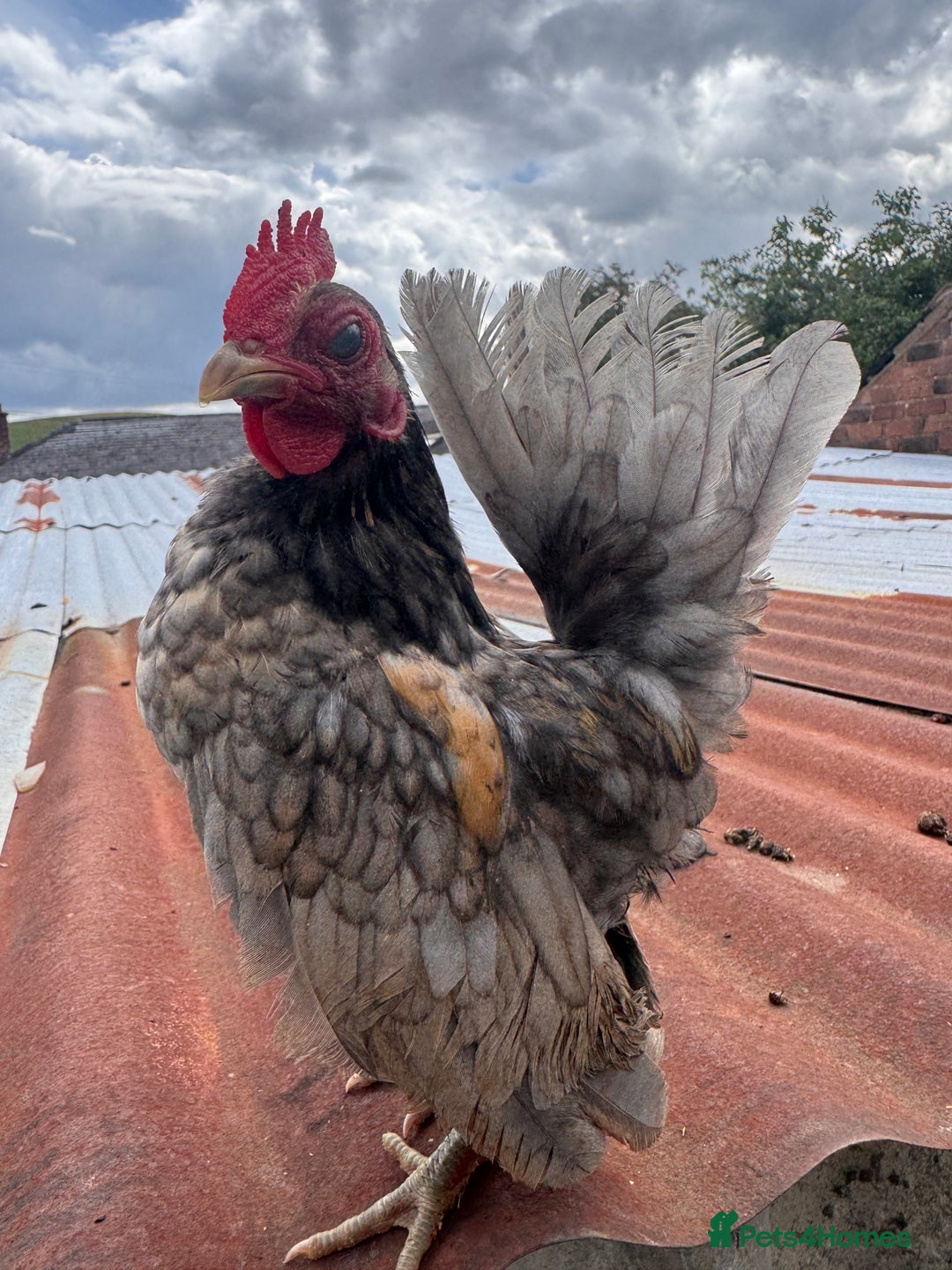 Chickens poultry for sale: Serama Cockerels Looking for New Homes - Image 6