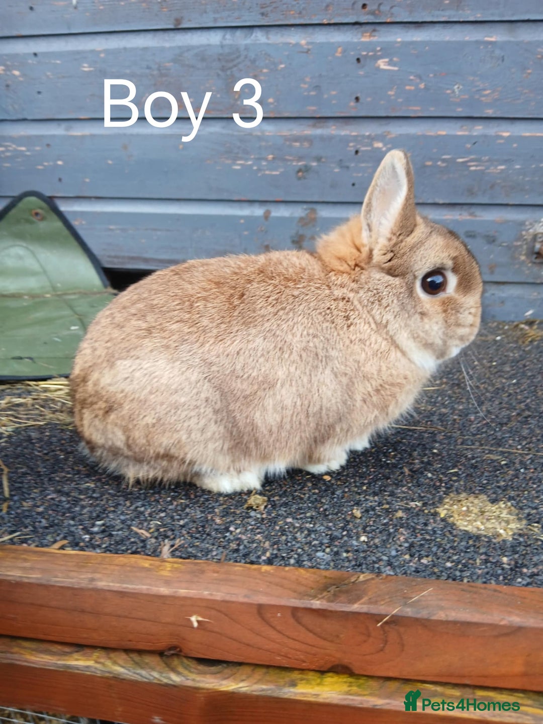 Netherland Dwarf rabbits for sale: Netherland dwarf rabbits  - Advert 3