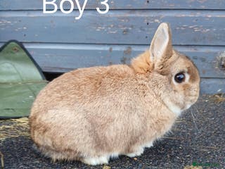 Netherland Dwarf rabbits Netherland dwarf rabbits - Advert 2