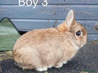 Netherland Dwarf rabbits Netherland dwarf rabbits - Advert 2