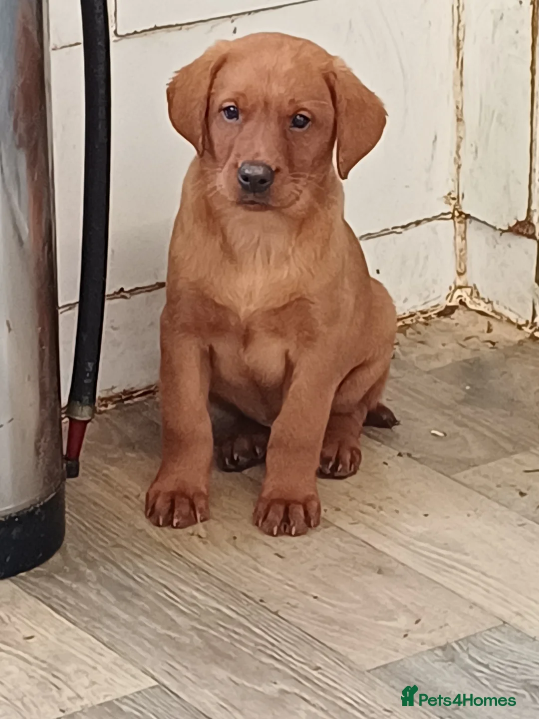Labrador Retriever dogs for sale: LABRADOR PUPPIES - FOX RED - Advert 9
