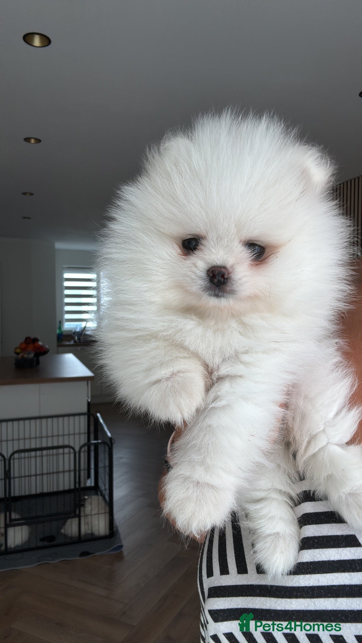 Pomeranian dogs !! LAST !! High quality KC reg girl - Advert 6